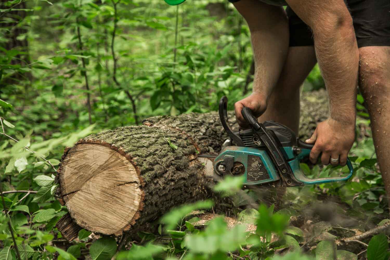 The Steps Involved in Our Tree Care Process in Winona, MN